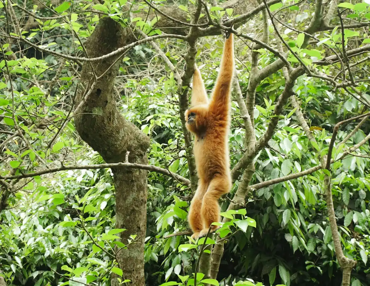 Orange gibbon hanging from a branch in dense green forest