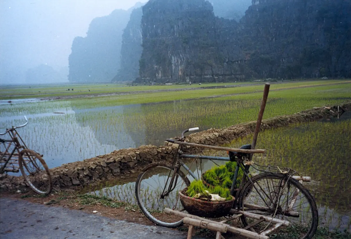 Bicycle with a produce basket beside a flooded rice field and cliffs
