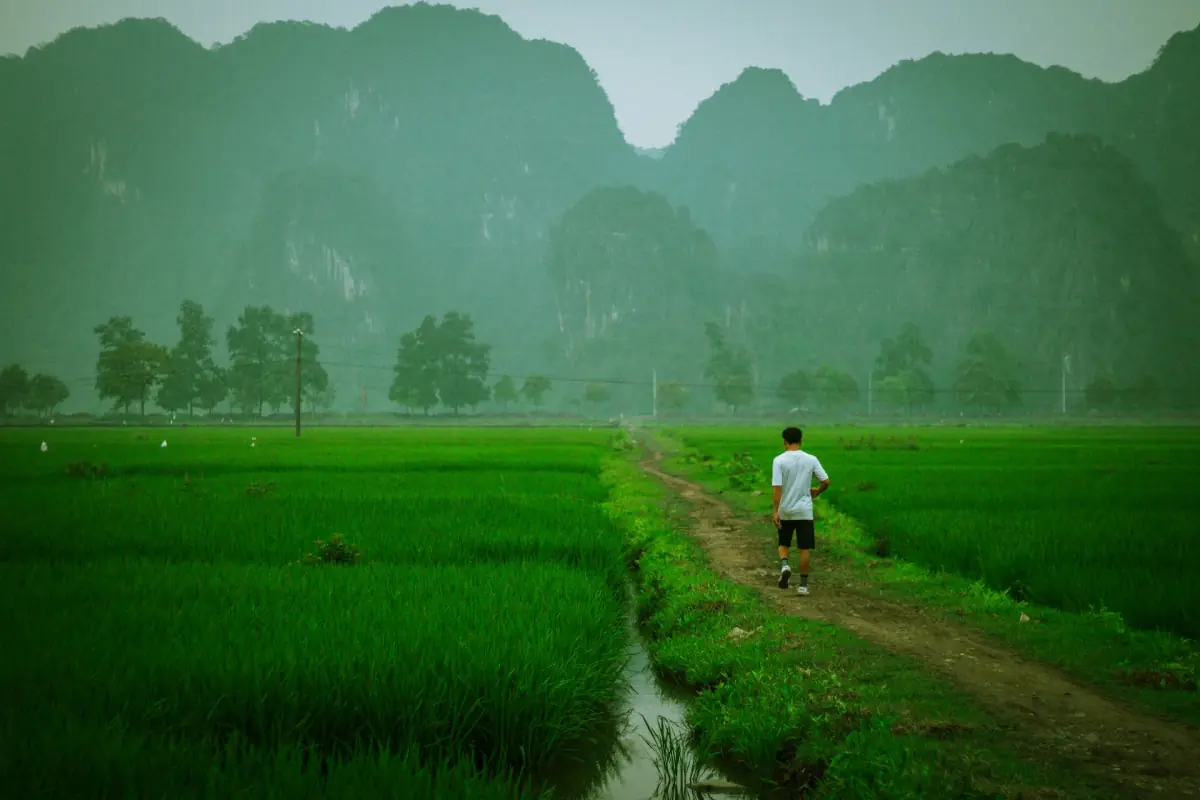 Narrow path between bright green rice fields with misty karst peaks behind